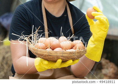 Farmer women wear black shirts and wear yellow Farmer women wear black shirts and wear yellow 49418911