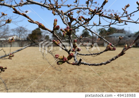 Cherry tree and bud close to flowering Cherry tree and bud close to flowering 49418988