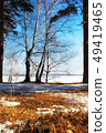 Spring forest and blue sky 49419465