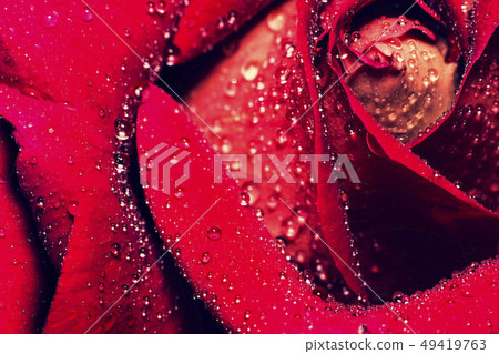 Drops of water on rose. Close up shot. Drops of water on rose. Close up shot. 49419763