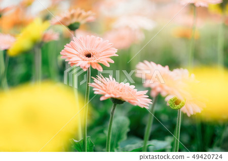 Apricot color gerbera. Flowers in the graden. Apricot color gerbera. Flowers in the graden. 49420724