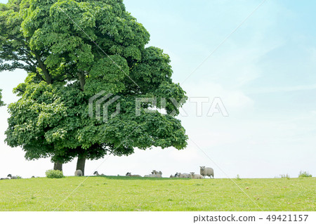 Cool sheep in England summer beautiful green field and oak tree shadow 49421157