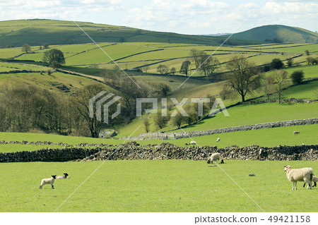 Beautiful English Peak District countryside and sheep, natural scenery 49421158