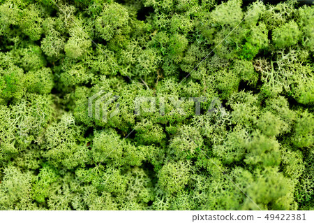 Moss wall, green lichen wall trim 49422381