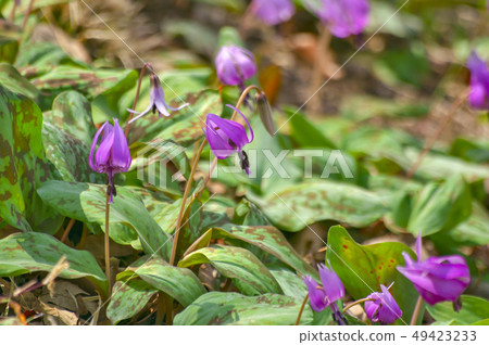 Sayama Hanatari no Sato（Sayama maki Raki no Sato） 49423233