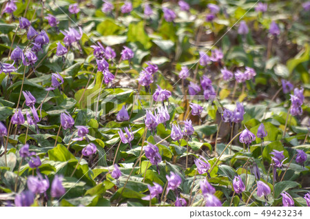 Sayama Hanatari no Sato（Sayama maki Raki no Sato） 49423234