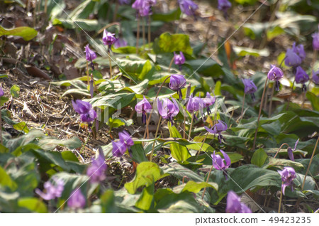 Sayama Hanatari no Sato（Sayama maki Raki no Sato） 49423235