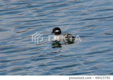 Female bufflehead duck hen swimming 49423795