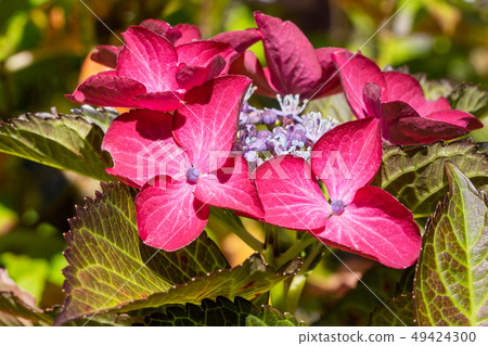Penny mac, Hydrangea macrophylla Penny mac, Hydrangea macrophylla 49424300