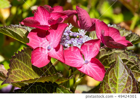 Penny mac, Hydrangea macrophylla 49424301