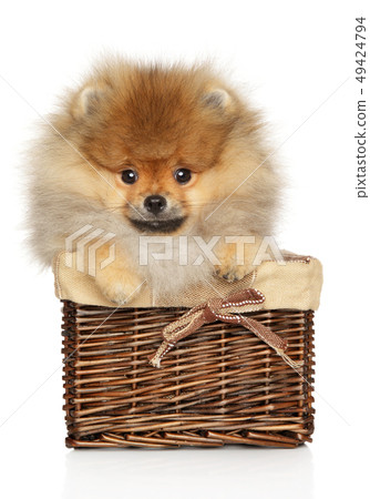 Pomeranian spitz in basket on white background 49424794