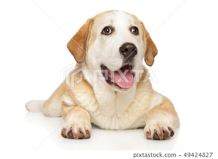 Central Asian Shepherd puppy 49424827