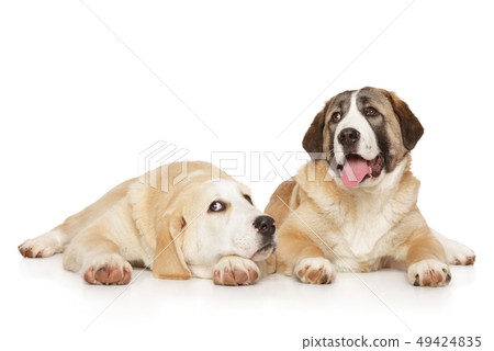Alabai puppies lying on white background 49424835