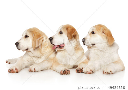 Alabai puppies, lying on a white background 49424838