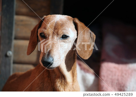Blind Dachshund dog garden  49425289