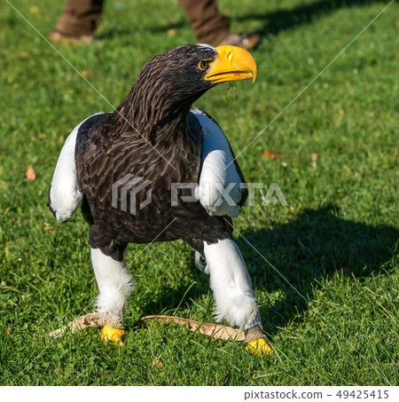 The Steller's sea eagle, Haliaeetus pelagicus s a large bird of prey 49425415