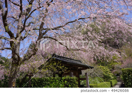 Kamakura Aiketsu-in Meigetsu-in Temple Kamakura Aiketsu-in Meigetsu-in Temple 49426086