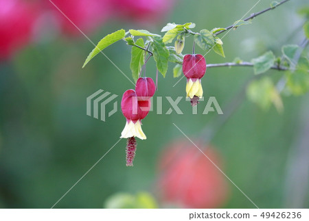 Cute Tyrolean Lamp Flower 49426236