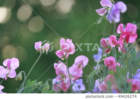 Pretty sweet pea 49426274