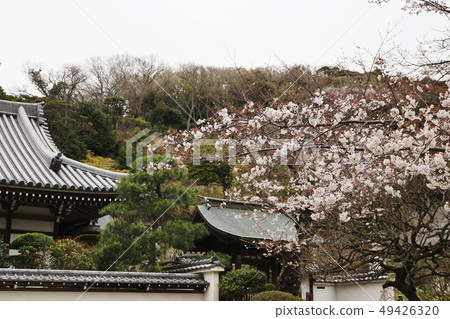 Kamakura-shi Engaku-ji Temple Kamakura Engaku-ji temple 49426320