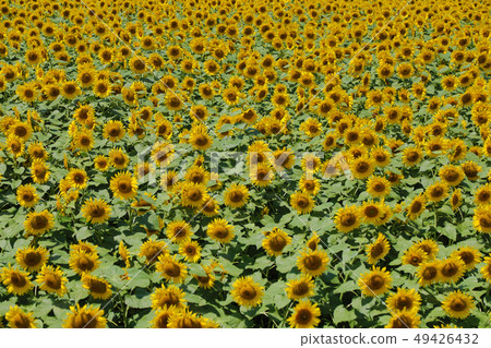 A sunflower field of Akeno A sunflower field of Akeno 49426432