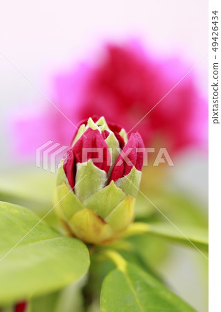 紅色杜鵑花花 紅色杜鵑花花 49426434