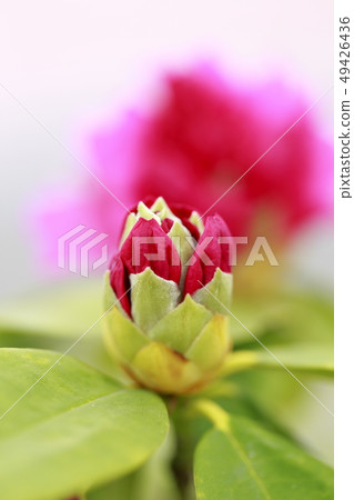 紅色杜鵑花花 49426436