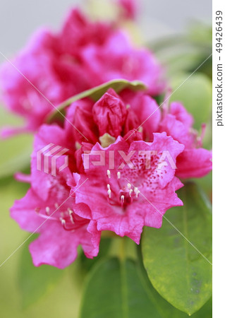 紅色杜鵑花花 紅色杜鵑花花 49426439