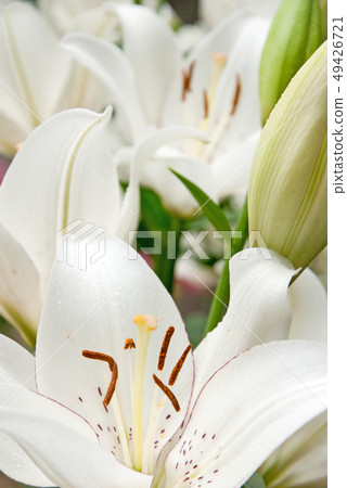 與一個紅色邊界的白百合 與一個紅色邊界的白百合 49426721