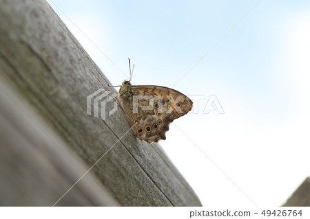 Janome butterfly Janome butterfly 49426764