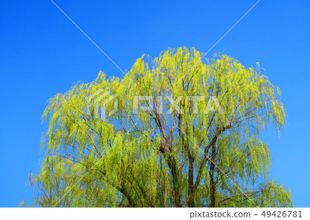 楊柳和藍天風景 49426781