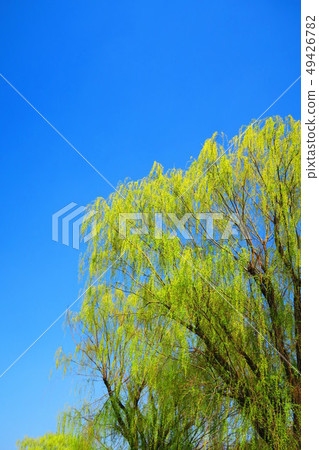 Landscape of willow and blue sky 49426782