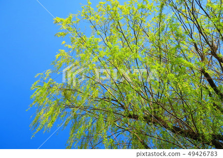 楊柳和藍天風景 49426783