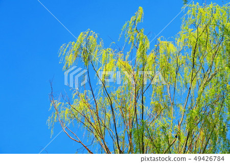 楊柳和藍天風景 49426784