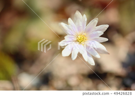 Snow throat flowers 49426828