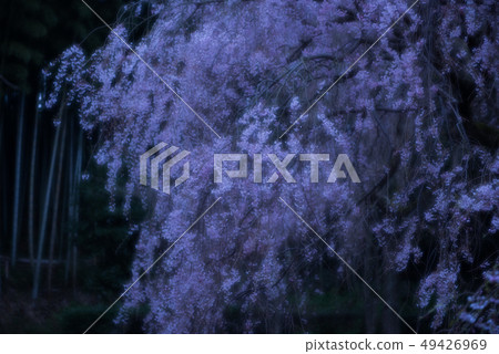 Cherry Blossoms Cherry Blossoms 49426969