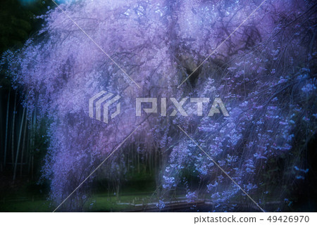 Cherry Blossoms Cherry Blossoms 49426970