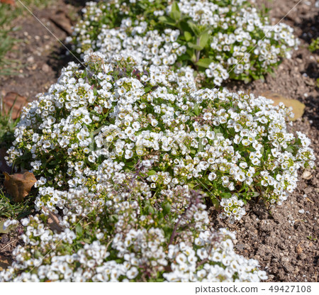 Aryssam(Brassicaceae Loblalia)Alyssum Aryssam(Brassicaceae Loblalia)Alyssum 49427108