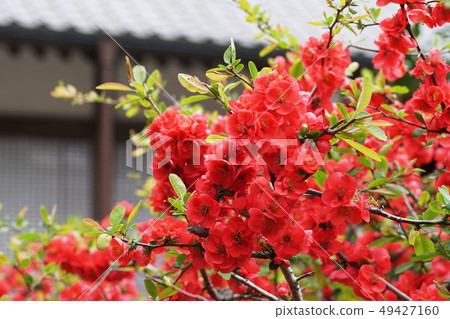 Bokeh Xylophone Flowering quince 49427160