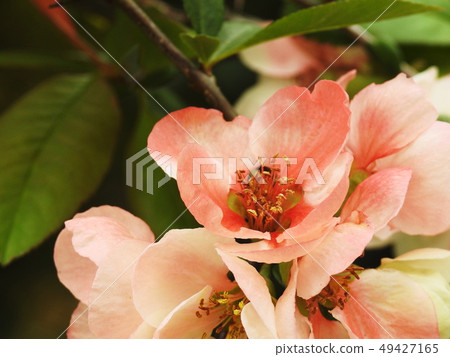 Bokeh Xylophone Flowering quince Bokeh Xylophone Flowering quince 49427165