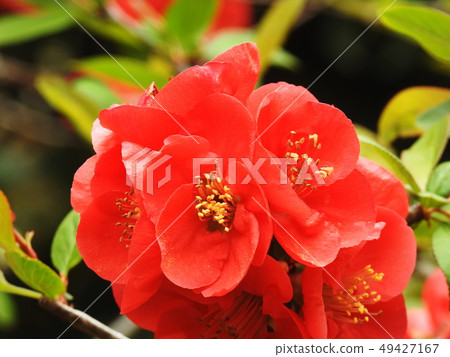 散景木琴開花的柑橘 散景木琴開花的柑橘 49427167