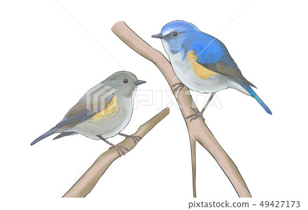 紅脅藍尾鴝 紅脅藍尾鴝 49427173