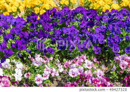 Pansy (violet family violet) 49427328
