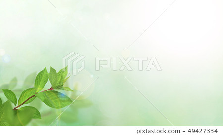Background-fresh green-green-spring-summer-sunshine Background-fresh green-green-spring-summer-sunshine 49427334