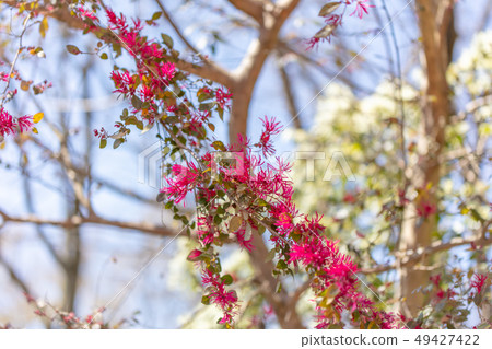 Safflower Tokiwamansaku: safflower (mansaku) wood skin, skin, tree exfoliation, hull, bark, wood grain, flower, bud, fruit) Safflower Tokiwamansaku: safflower (mansaku) wood skin, skin, tree exfoliation, hull, bark, wood grain, flower, bud, fruit) 49427422