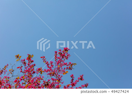 Safflower Tokiwamansaku: safflower (mansaku) wood skin, skin, tree exfoliation, hull, bark, wood grain, flower, bud, fruit) Safflower Tokiwamansaku: safflower (mansaku) wood skin, skin, tree exfoliation, hull, bark, wood grain, flower, bud, fruit) 49427424