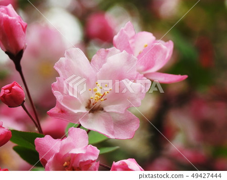 Norihana Hanakaidou Hall crabapple Norihana Hanakaidou Hall crabapple 49427444