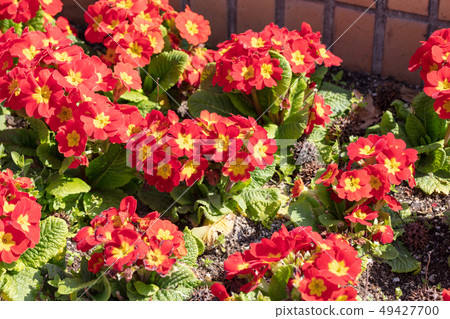 Primula polyantha (Primulaceae Primrose genus) Primura polyantha 49427700