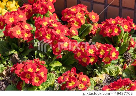Primula polyantha (Primulaceae Primrose genus) Primura polyantha 49427702