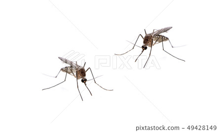 Mosquito isolated on white background 49428149